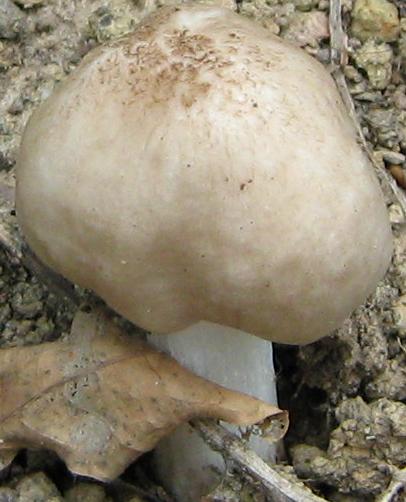 Funghi da identificare (cfr. Pluteus sp.)